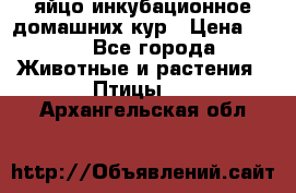 яйцо инкубационное домашних кур › Цена ­ 25 - Все города Животные и растения » Птицы   . Архангельская обл.